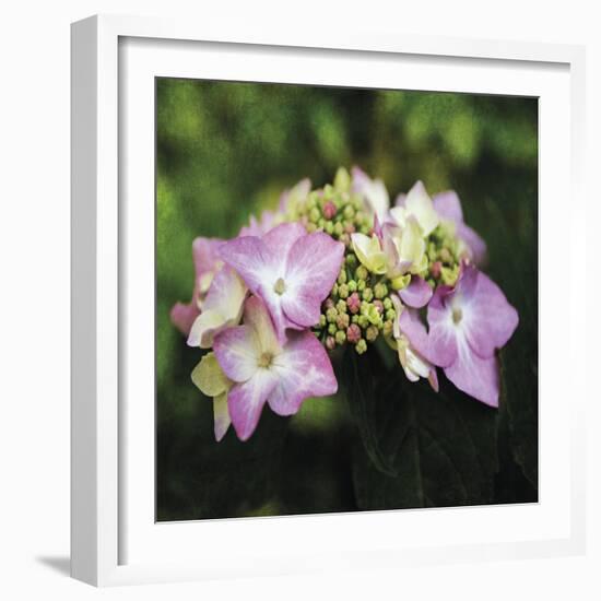 Hydrangea Bloom-Pete Kelly-Framed Giclee Print