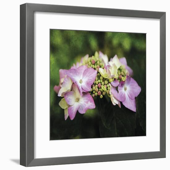 Hydrangea Bloom-Pete Kelly-Framed Giclee Print