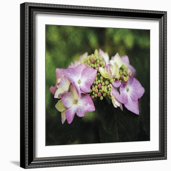 Hydrangea Bloom-Pete Kelly-Framed Giclee Print