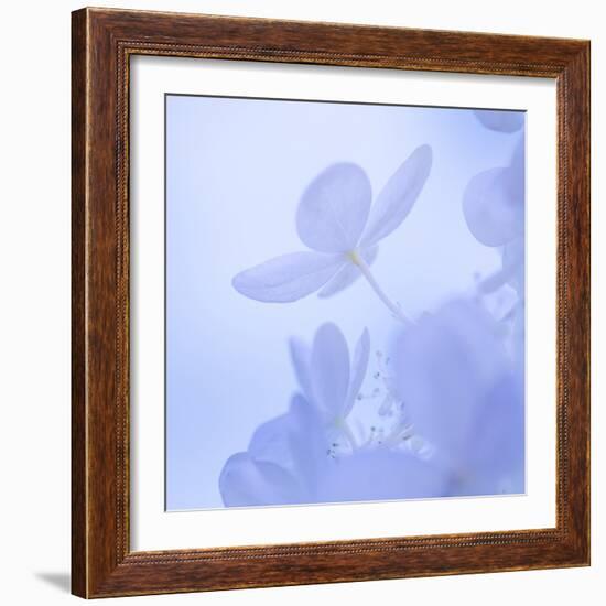 Hydrangea Blossom II-Kathy Mahan-Framed Photographic Print