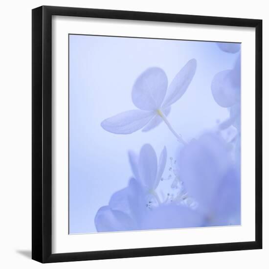 Hydrangea Blossom II-Kathy Mahan-Framed Photographic Print