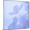 Hydrangea Blossom II-Kathy Mahan-Mounted Photographic Print