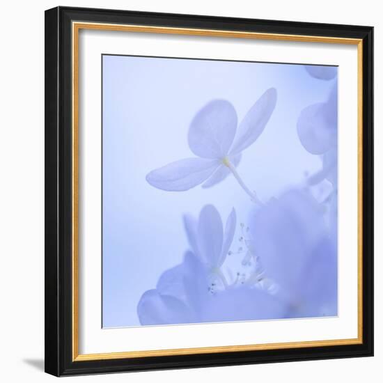 Hydrangea Blossom II-Kathy Mahan-Framed Photographic Print