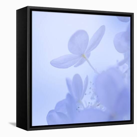 Hydrangea Blossom II-Kathy Mahan-Framed Premier Image Canvas