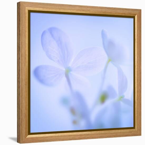 Hydrangea Blossoms I-Kathy Mahan-Framed Premier Image Canvas