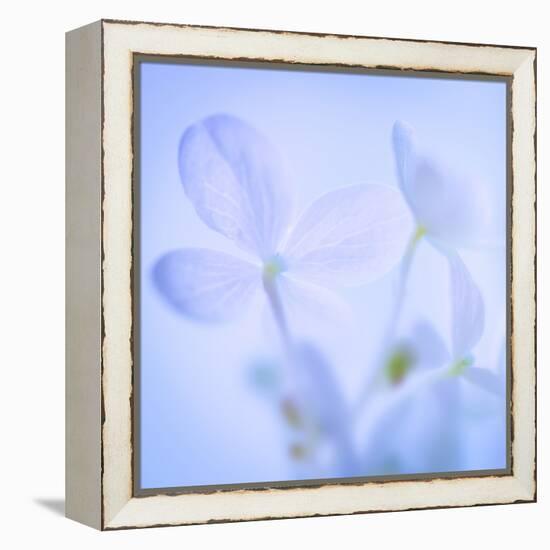 Hydrangea Blossoms I-Kathy Mahan-Framed Premier Image Canvas