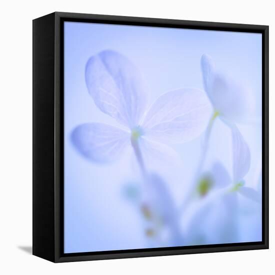 Hydrangea Blossoms I-Kathy Mahan-Framed Premier Image Canvas