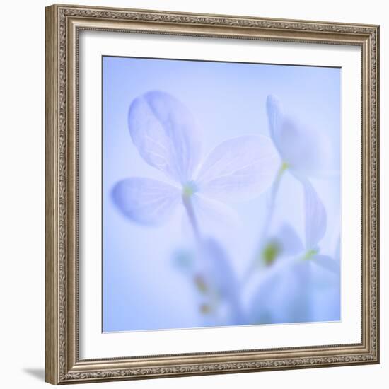 Hydrangea Blossoms I-Kathy Mahan-Framed Photographic Print