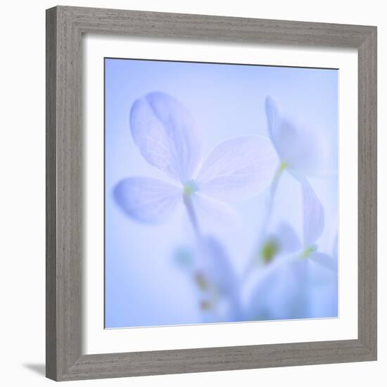 Hydrangea Blossoms I-Kathy Mahan-Framed Photographic Print