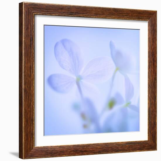 Hydrangea Blossoms I-Kathy Mahan-Framed Photographic Print