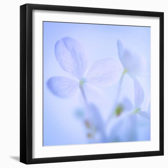 Hydrangea Blossoms I-Kathy Mahan-Framed Photographic Print