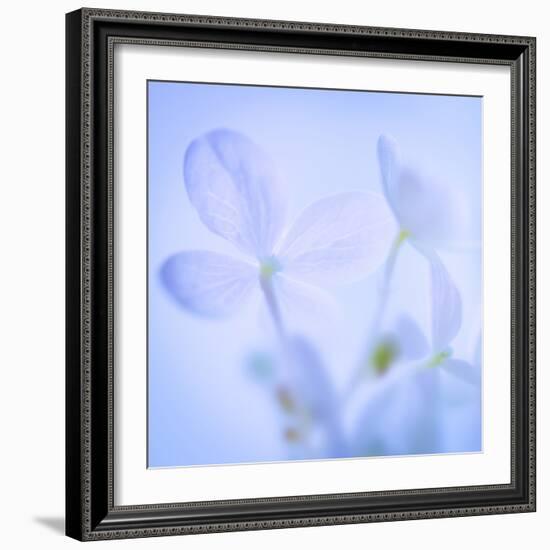 Hydrangea Blossoms I-Kathy Mahan-Framed Photographic Print