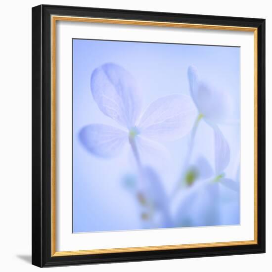 Hydrangea Blossoms I-Kathy Mahan-Framed Photographic Print