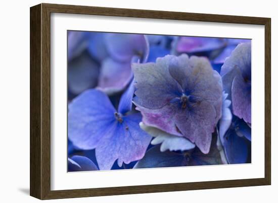 Hydrangea Blue IV-Rita Crane-Framed Photographic Print