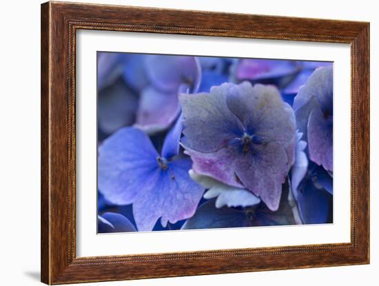 Hydrangea Blue IV-Rita Crane-Framed Photographic Print