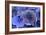 Hydrangea Blue IV-Rita Crane-Framed Photographic Print