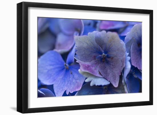 Hydrangea Blue IV-Rita Crane-Framed Photographic Print