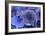 Hydrangea Blue IV-Rita Crane-Framed Photographic Print