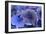 Hydrangea Blue IV-Rita Crane-Framed Photographic Print