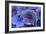 Hydrangea Blue IV-Rita Crane-Framed Photographic Print