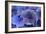 Hydrangea Blue IV-Rita Crane-Framed Photographic Print