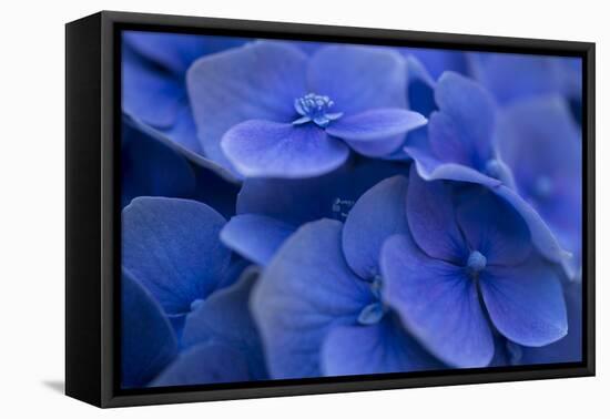 Hydrangea Blues I-Rita Crane-Framed Premier Image Canvas