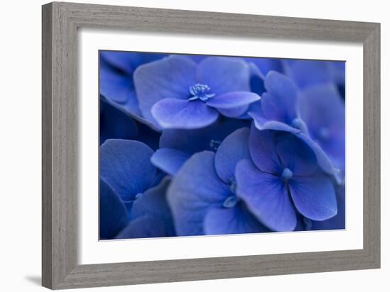 Hydrangea Blues I-Rita Crane-Framed Photographic Print