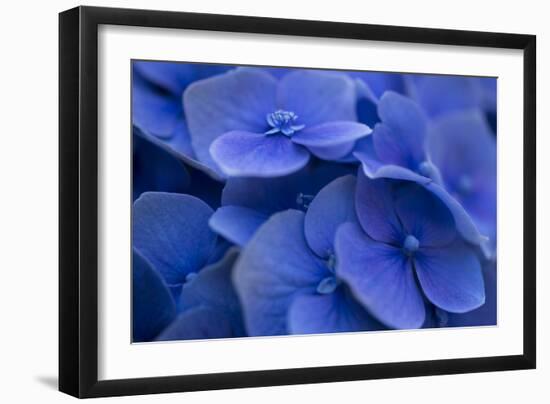 Hydrangea Blues I-Rita Crane-Framed Photographic Print