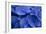 Hydrangea Blues I-Rita Crane-Framed Photographic Print