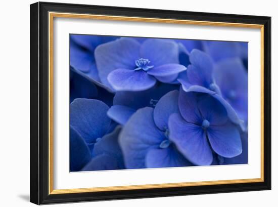 Hydrangea Blues I-Rita Crane-Framed Photographic Print