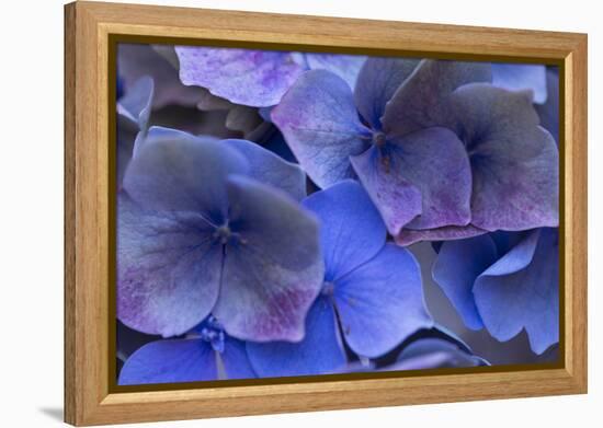 Hydrangea Blues III-Rita Crane-Framed Premier Image Canvas