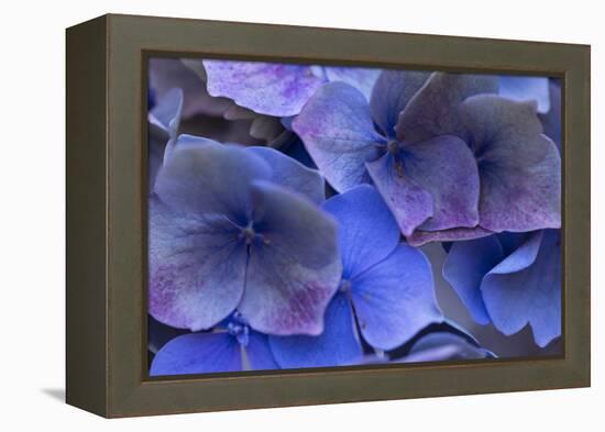 Hydrangea Blues III-Rita Crane-Framed Premier Image Canvas