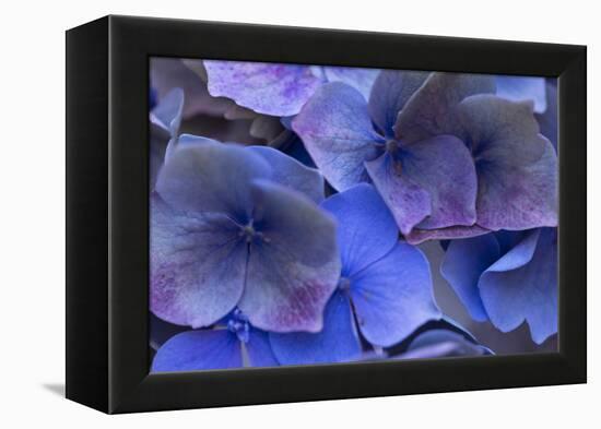 Hydrangea Blues III-Rita Crane-Framed Premier Image Canvas