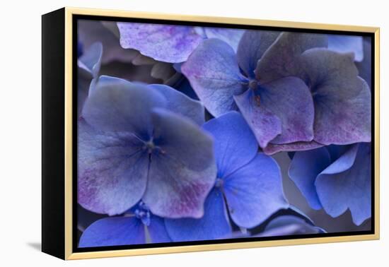 Hydrangea Blues III-Rita Crane-Framed Premier Image Canvas