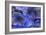 Hydrangea Blues III-Rita Crane-Framed Photographic Print