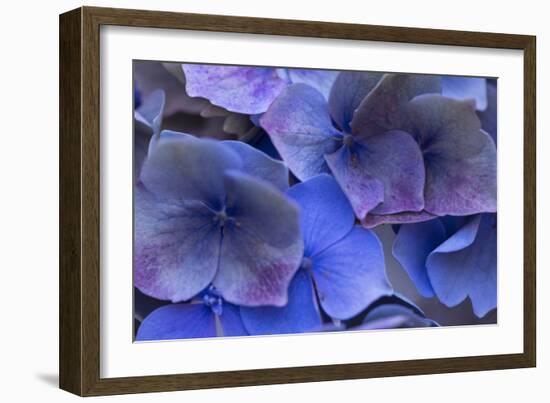 Hydrangea Blues III-Rita Crane-Framed Photographic Print