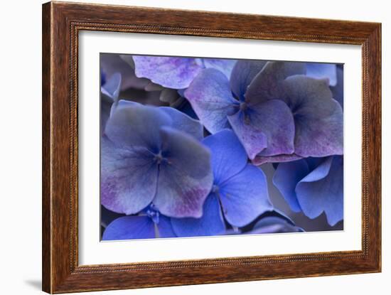 Hydrangea Blues III-Rita Crane-Framed Photographic Print