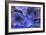 Hydrangea Blues III-Rita Crane-Framed Photographic Print