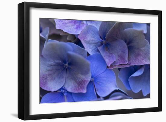 Hydrangea Blues III-Rita Crane-Framed Photographic Print