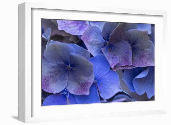 Hydrangea Blues III-Rita Crane-Framed Photographic Print