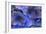 Hydrangea Blues III-Rita Crane-Framed Photographic Print