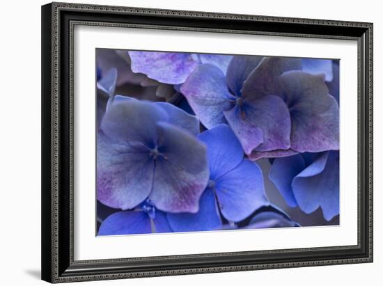 Hydrangea Blues III-Rita Crane-Framed Photographic Print