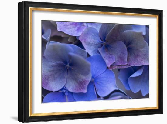 Hydrangea Blues III-Rita Crane-Framed Photographic Print