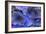 Hydrangea Blues III-Rita Crane-Framed Photographic Print