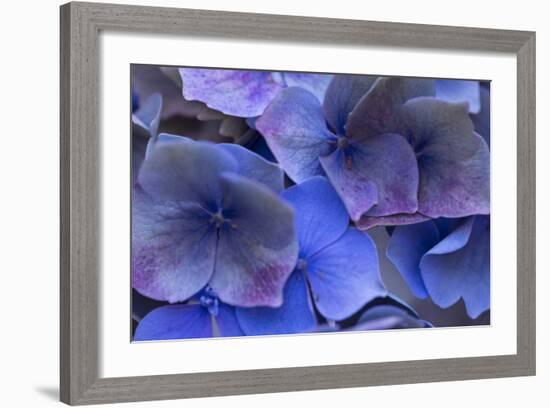 Hydrangea Blues III-Rita Crane-Framed Photographic Print