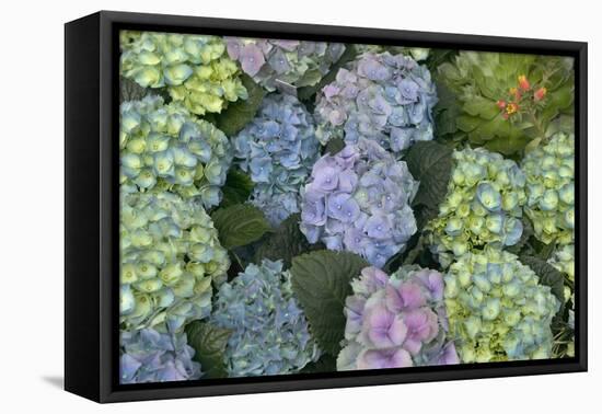 Hydrangea Close-Up of Flowers-null-Framed Premier Image Canvas