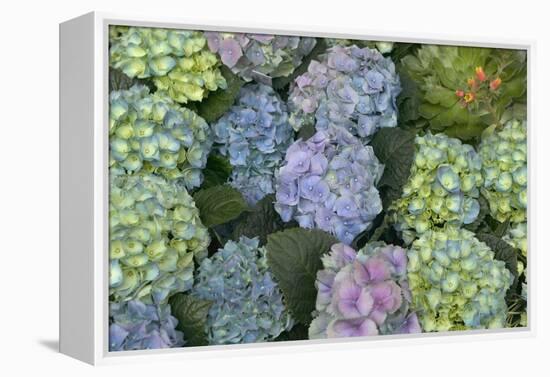 Hydrangea Close-Up of Flowers-null-Framed Premier Image Canvas