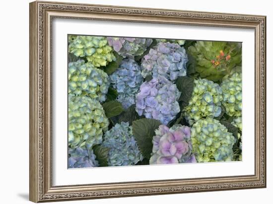 Hydrangea Close-Up of Flowers-null-Framed Photographic Print