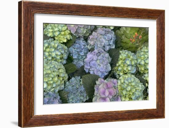 Hydrangea Close-Up of Flowers-null-Framed Photographic Print