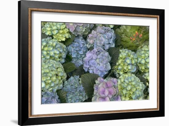 Hydrangea Close-Up of Flowers-null-Framed Photographic Print